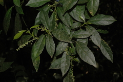 Cleidion javanicum
